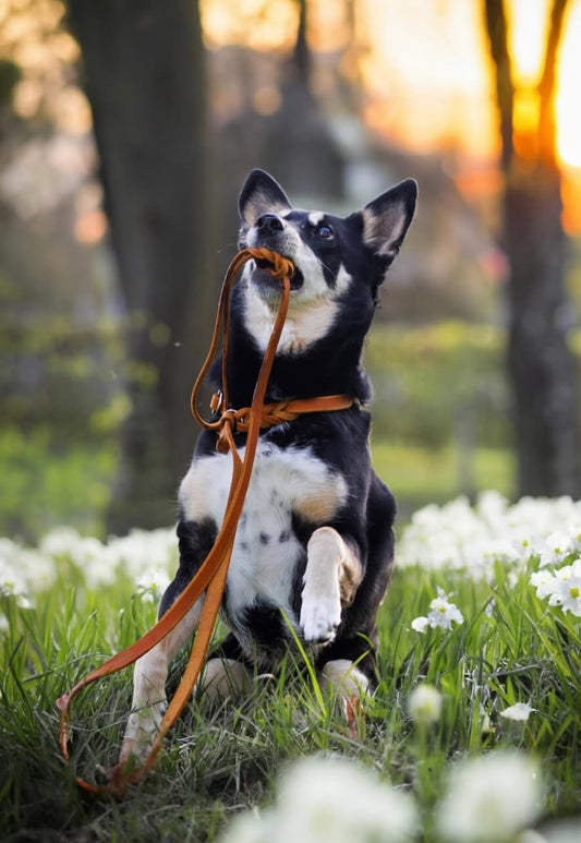 Loyal Look Leder- Retriverleine